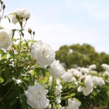 Hybrid Tea Rose Plant 'Silver Anniversary', 5 of 6