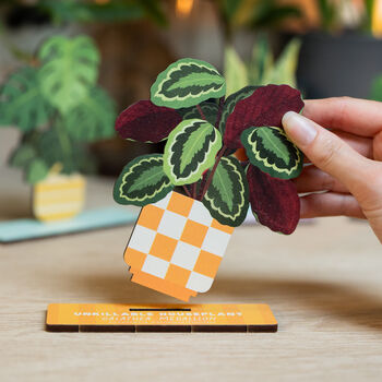 Calathea Unkillable Houseplant Pop Out Card, 3 of 4