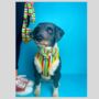 Multi Colour Stripe Dog Bow Tie, thumbnail 4 of 4