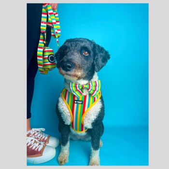 Multi Colour Stripe Dog Bow Tie, 4 of 4