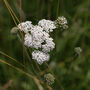 Guided Woodland Nature Walk For One In The South Downs, thumbnail 4 of 9