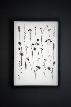 Original Pressed Flower Frame – Field Notes Botanical Wall Art A3, 3 of 8