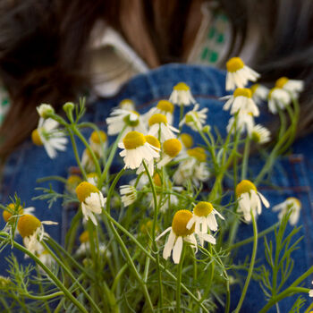 Grow Your Own Herbal Tea Seed Box, 4 of 10