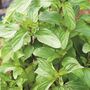 Grow Your Own Healing Herb Garden, thumbnail 4 of 4