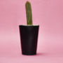 Concrete Pot Tall With Cactus/ Succulent In Black, thumbnail 1 of 3