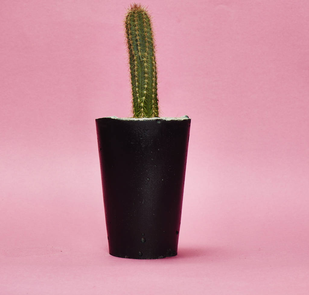 Concrete Pot Tall With Cactus/ Succulent In Black, 1 of 3