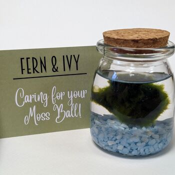 Marimo Moss Ball Kit Plant Lover Gift, 12 of 12