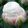 Tulip ‘Ice Cream’ 15 Bulbs, thumbnail 2 of 2
