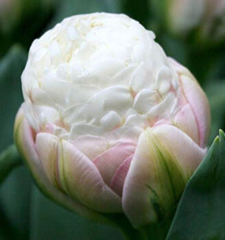 Tulip ‘Ice Cream’ 15 Bulbs, 2 of 2