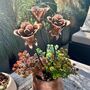 Set Of Three Mini Copper Rose Garden Planter Stakes, thumbnail 4 of 9
