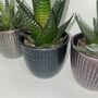 Metallic Trio Of Succulents With Ceramic Planters, thumbnail 3 of 3
