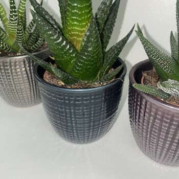 Metallic Trio Of Succulents With Ceramic Planters, 3 of 3