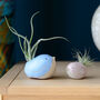 Bird Air Plant Holder In Pale Pink, thumbnail 8 of 12