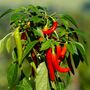 Ornamental Chilli Pepper Plants Three X 9cm Pots, thumbnail 3 of 5