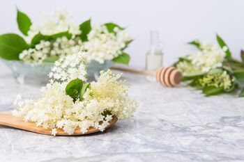 Fruit Plants Elderflower, 10 of 12