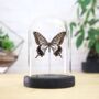 Chinese Yellow Swallowtail Insect Bug Moth Butterfly Bell Jar Entomology Taxidermy Interior Design Home Decor Cloche Modern Display Gift Ornament, thumbnail 1 of 3