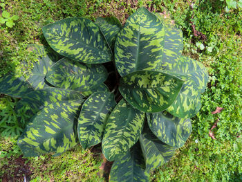 Houseplant Homalomena 'Camouflage' In 13cm Pot, 3 of 3