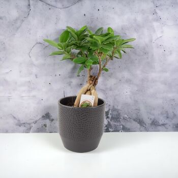 Ficus Ginseng 12cm Pot, 3 of 9