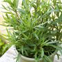 Grow Your Own Herb Garden Gift Set, thumbnail 5 of 9