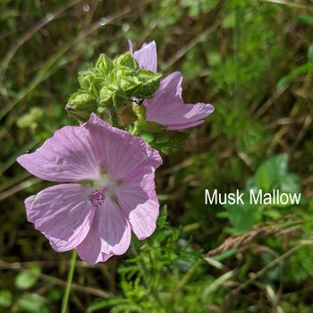 Bring Back Biodiversity Wildflower Seed Packet, 5 of 9