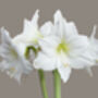Amaryllis Bulb Pack 'Red' + 'White' Four X Bulbs, thumbnail 7 of 8