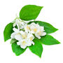 Mock Orange Plants 'Philadelphus 'Coronarius', thumbnail 6 of 6