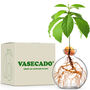 Vasecado Grow An Avocado Plant, Glass Vase, thumbnail 1 of 7