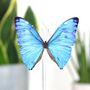 Adonis Morpho Insect Bug Moth Butterfly Bell Jar Entomology Taxidermy Interior Design Home Decor Cloche Modern Display Gift Ornament, thumbnail 2 of 4