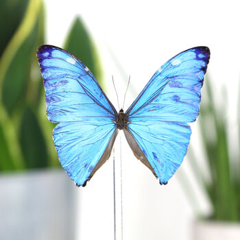 Adonis Morpho Insect Bug Moth Butterfly Bell Jar Entomology Taxidermy Interior Design Home Decor Cloche Modern Display Gift Ornament, 2 of 4