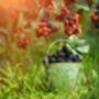 Fruit Plants, Black Berry 'Chester', thumbnail 6 of 9