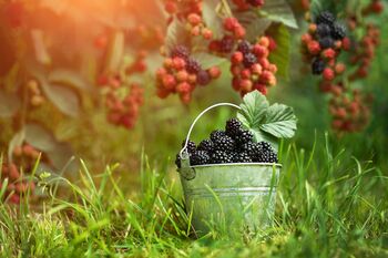 Fruit Plants, Black Berry 'Chester', 6 of 9