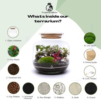 Diy Terrarium Kit With Plants | 'Malaga', 8 of 12