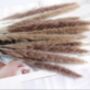 Pampas Grass Decor Quantity 15 Stalks In Natural Colour, thumbnail 3 of 5