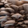 Oyster Mushroom Grain Spawn 100ml, 1l, 5l, thumbnail 7 of 11