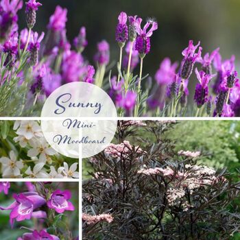 Create Your Own Sunny Garden Border, 4 of 8