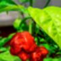 Chilli Pepper 'Carolina Reaper' Nine X Plug Plant Pack, thumbnail 2 of 7