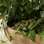 Antique Terracotta Plant Bowl, thumbnail 7 of 8