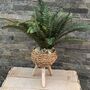Large Boston Fern In Basket Weave Plant Stand, thumbnail 5 of 8