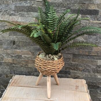Large Boston Fern In Basket Weave Plant Stand, 5 of 8
