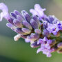 Gardening Gift For Her. Grow Your Own Lavender Plant, thumbnail 3 of 4