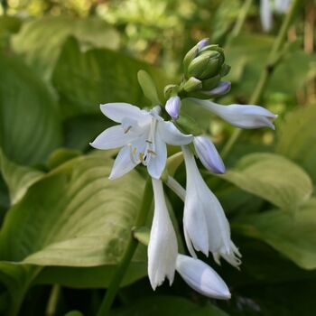 Hosta 'Royal Standard' One X Plant One Litre Pot, 6 of 6