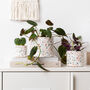Classic Handmade Terrazzo Indoor Plant Pot Large, thumbnail 4 of 7