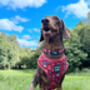 Great Adventure Dog Harness, thumbnail 4 of 7