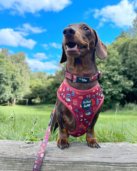 Great Adventure Dog Harness, 4 of 7