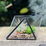 Succulent Air Plant Terrarium Kit Christmas Gift, thumbnail 2 of 3