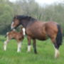 Shire Horse Experience Day For One, thumbnail 5 of 10