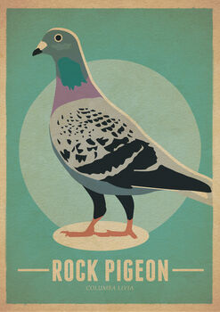 Rock Pigeon Birds Retro Style Poster Print, 2 of 2
