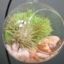 Diy Air Plant Terrarium Kit Hanging Terrarium Gift Forest Green, thumbnail 6 of 7