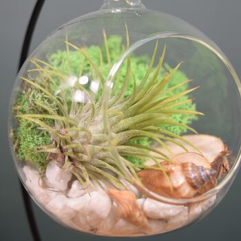 Diy Air Plant Terrarium Kit Hanging Terrarium Gift Forest Green, 6 of 7