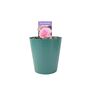 You're Floribunda Rose Bush, thumbnail 7 of 8